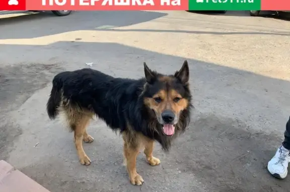 Найден пёс в Ногинске, ищет дом
