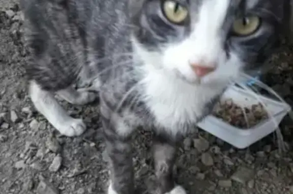 Найден кот возле ТЦ Радуга в Кемерово