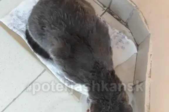 Пропала кошка на Т.Снежиной в Новосибирске! #lostpet #пропала_кошка #Новосибирск