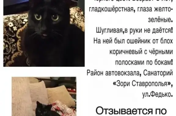 Пропала кошка Багира на ул. Федько, 14.