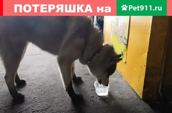 Найдена собака хаски в Нижнем Новгороде!