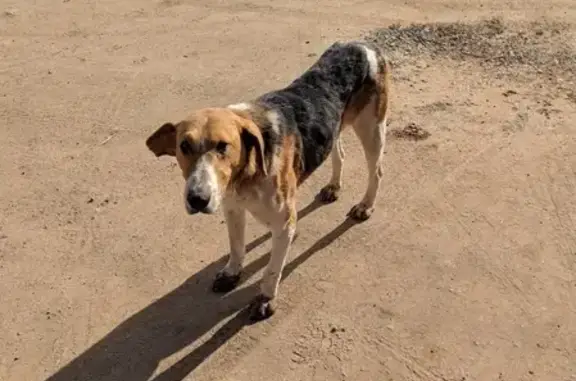 Найдена собака в селе Таборы, Пермский край.
