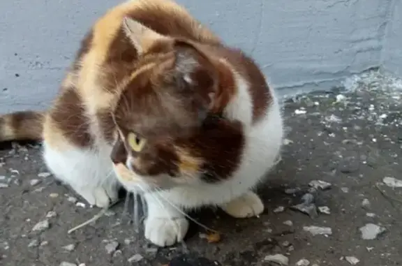 Найдена породистая кошка на ул. Павлика Морозова, 7к1