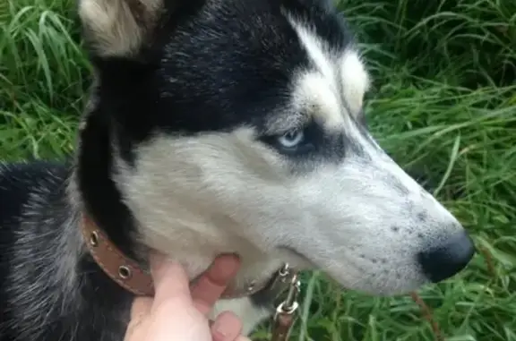 Собака с ошейником и поводком найдена в Сергиевом Посаде