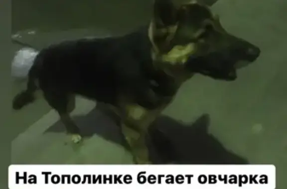 Собака найдена на ул. Братьев Кашириных, 164А (Челябинск)