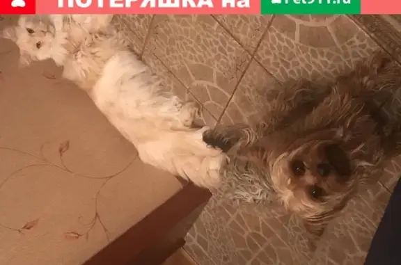 Потерянные животные Липецк, фото: Пропал йорк Веня в СНТ Металлург 3, Липецк.