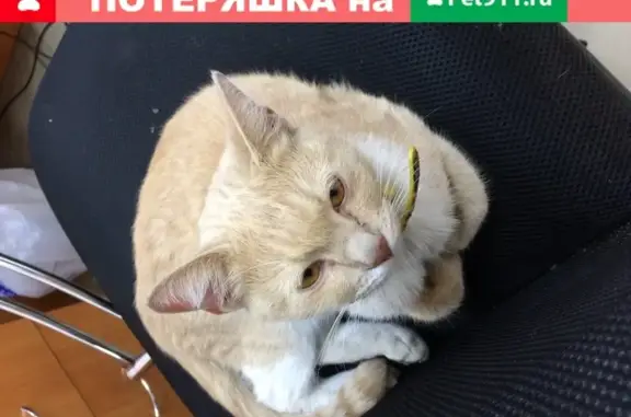 Пропала кошка: Рыжая с микимаусами, Обуховский пр-т 51К