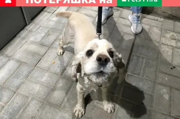 Найдена собака в Немчиновке (МО)