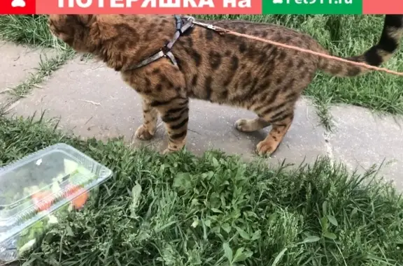 Пропала кошка Бенгал в Быково (8 лет)