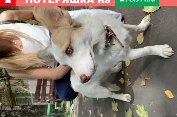 Собака найдена на улице Полярной, возраст около года.