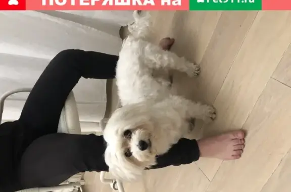 Собака найдена в Красногорске: болонка-мальтийка, мальчик.