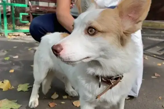 Найден домашний пёс на ул. Полярная, Москва