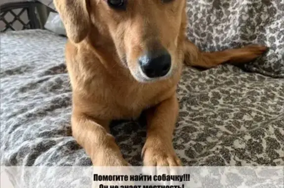 Пропала собака Джой в Малаховке!