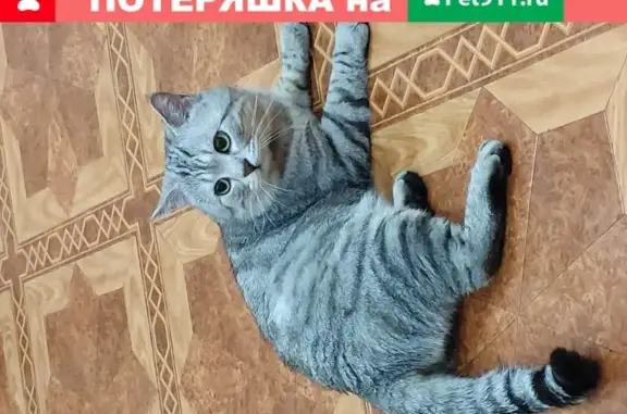 Пропала кошка в частном секторе Московской, Горького