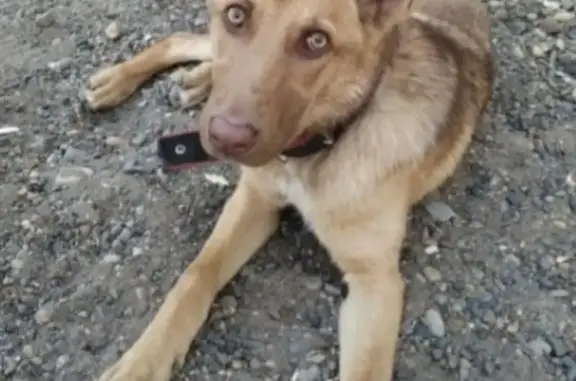 Собаки потеряшки, Ульяновск, фото: Потеряшка собака на Промышленной ул. 63 в Ульяновске