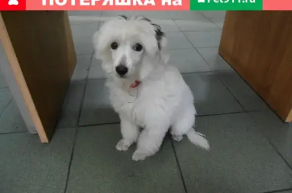 Найдена собака в Твери: пр-т 50 лет Октября, 45