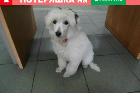 Найдена собака в Тверской области, Россия