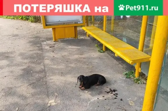 Собака Мальчик найдена в Звенигороде.