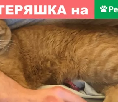 Кошки потеряшки, Москва, фото: Потеряшка кошка Джинджик на Сафоновской 17