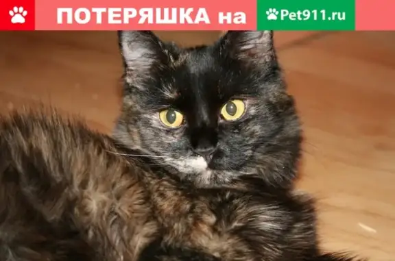 Пропала кошка на ул. Ленина, Ростов-на-Дону