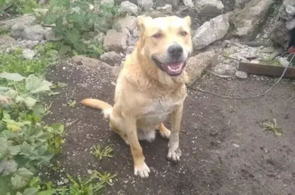 Найдена собака в Магнитогорске