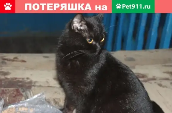 Найдена кошка в подъезде в Сургуте