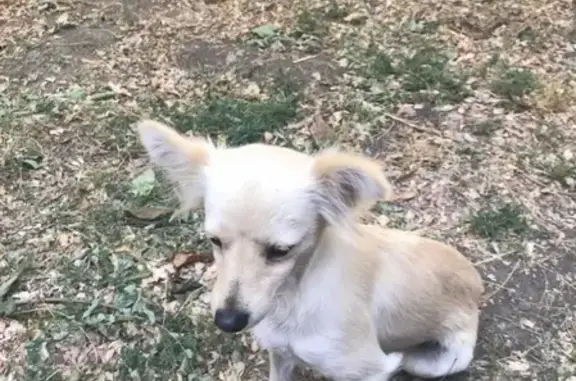 Найдена собака в парке Революции, Ростов-на-Дону
