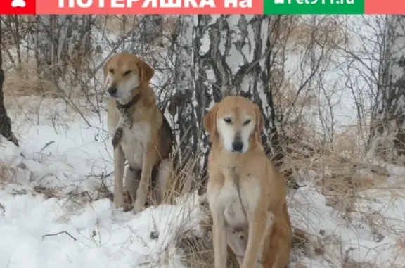 Пропавшие русские гончие возле 2 переезда в Щучье, Курганская область