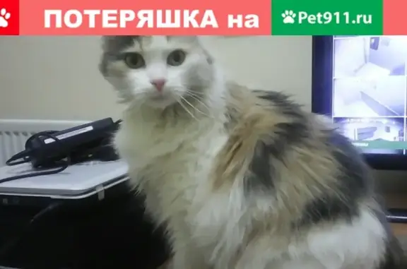 Кошки потеряшки, Санкт-Петербург, фото: Потеряшка кошка в Приморском районе, СПб - Савушкина 138
