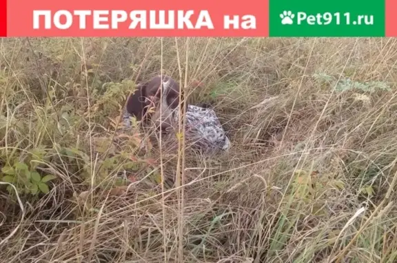 Найдена собака в Рыльском районе, Курская область