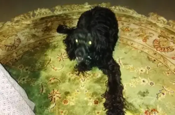 Пропала собака Тайсик в Печоре, Республика Коми