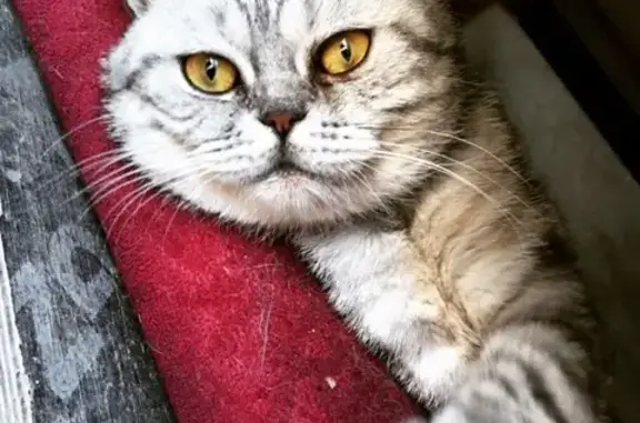 Пропал кот Оскар в Волжском, Волгоградская область