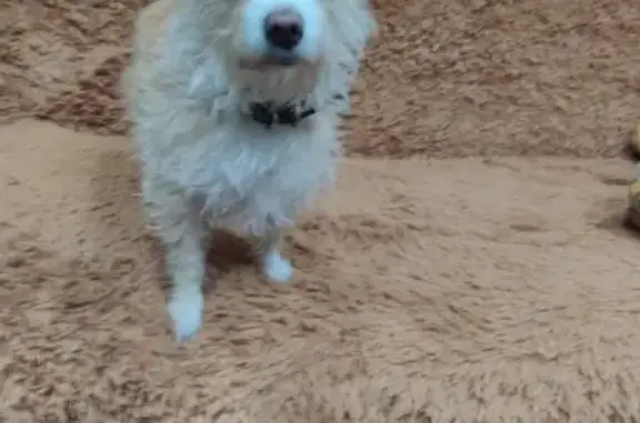 Потерянные животные Липецк, фото: Пропала собака в Липецке!