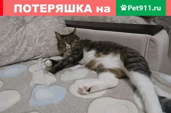 Пропала кошка в Самаре: ул. Гагарина, дома 63-67