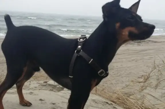 Собаки потеряшки, Калининград, фото: Потеряшка собака Ричи в Калининграде