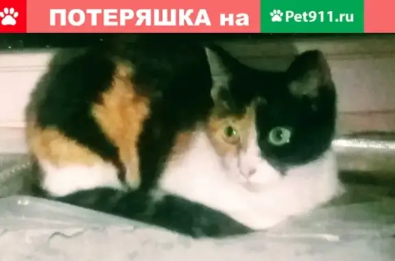 Молодая трехцветная кошка ищет дом в Москве