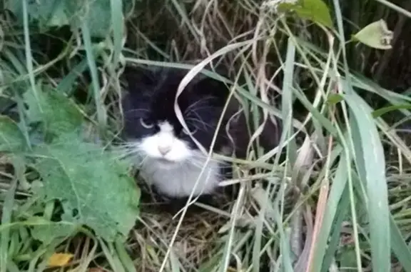 Найдена кошка возле дома на Трактовой 5