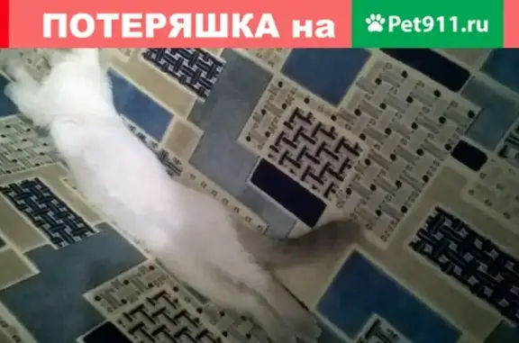 Пропал кот Тоша на ул. Корытина-Середина, Борисоглебск.