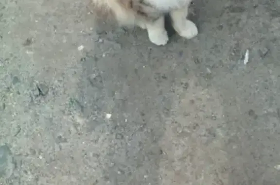 Найдена кошка в Центральном районе, Курган.