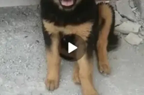 Пропала собака в Морозовске: щенок Пума.