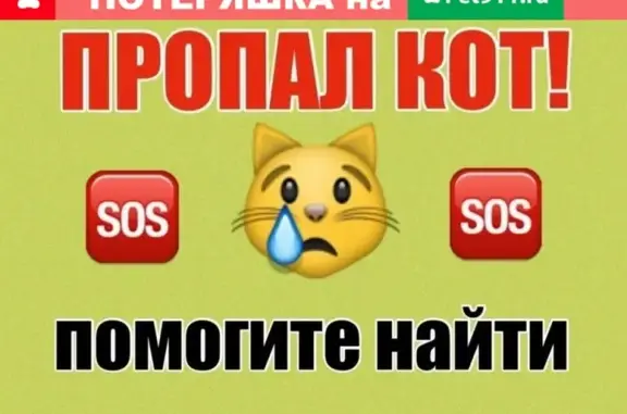Пропал кот Донской сфинкс в Симферополе