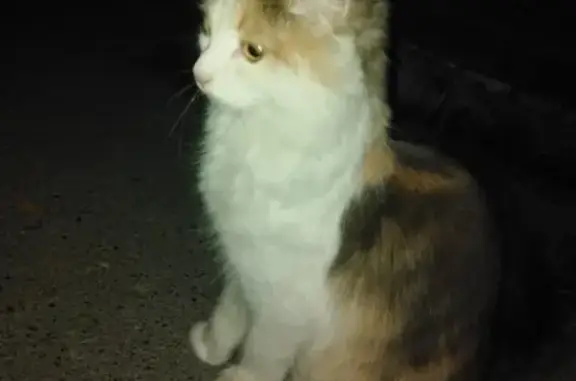 Найден котенок на ул. Проезд заречный, 12 в Заречном