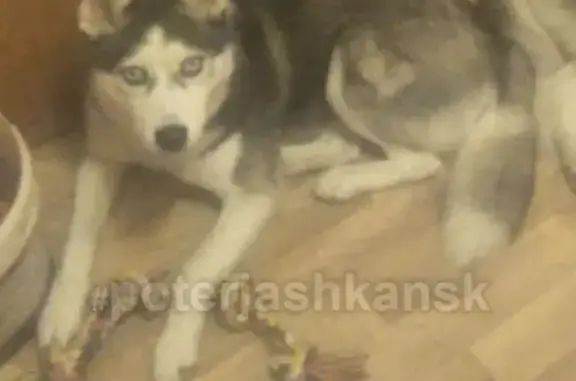 Пропала собака хаски в Кировском районе Новосибирска