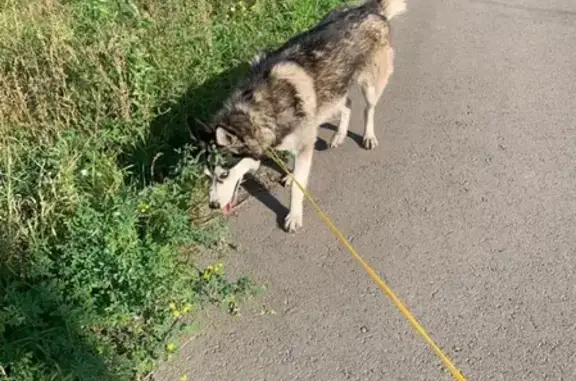 Найден пёс на трассе Абакан-Красноярск, голубые глаза, ищет хозяина