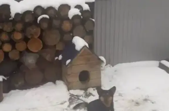 Пропала собака Тузик в Нижневартовске