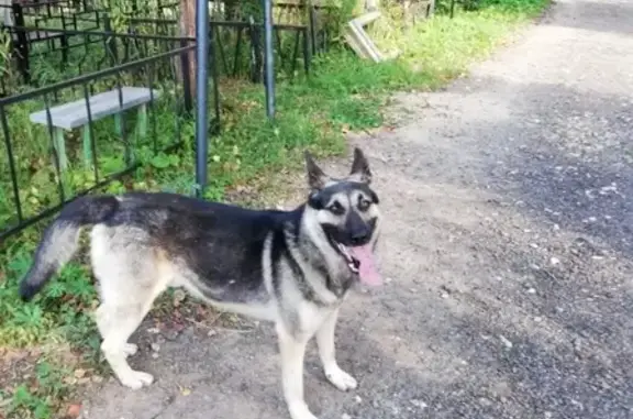 Найдена собака в Фрязино, ищем хозяина