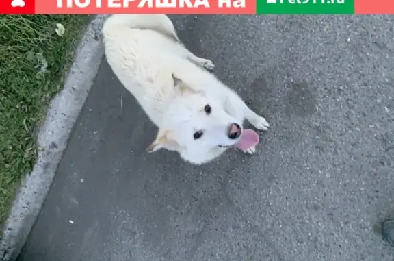 Найдена добрая собака на Тушканова в Петропавловске-Камчатском