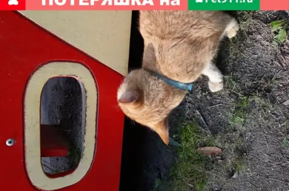 Рыжий кот найден на улице Лёни Голикова 24к2