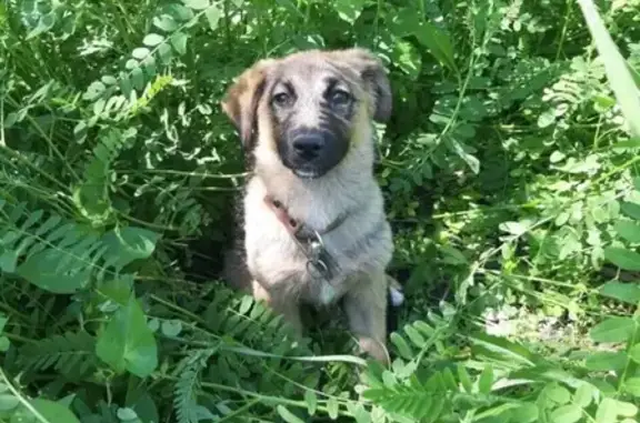 Собаки потеряшки, Ульяновск, фото: Потеряшка собака в селе Суходол, нужна помощь!