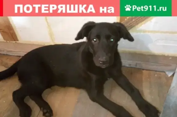 Пропал щенок с белым пятном на груди в Кирове, вознаграждение.